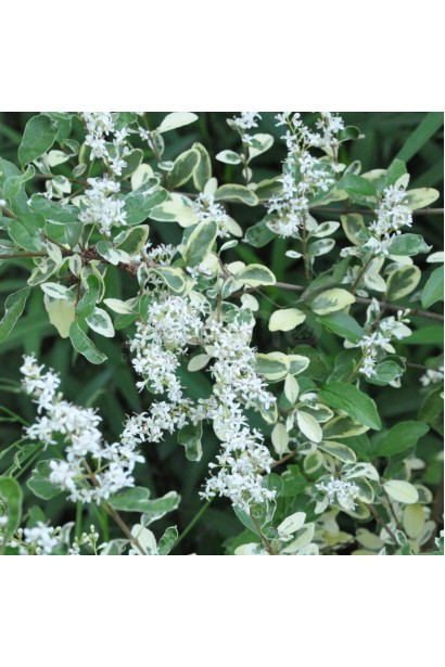 Бірючина Musli